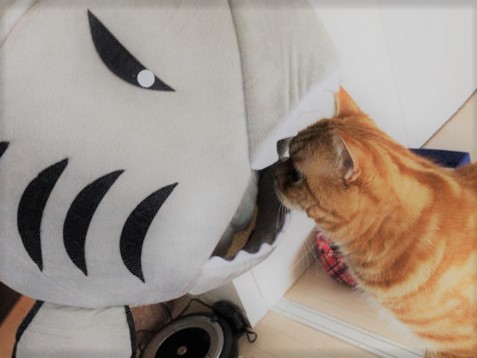 蕨市 虎次郎君、小鉄君 猫 Part3