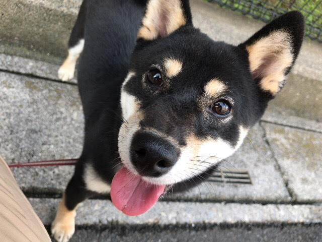 川口市 猫ちゃん3匹+わんちゃん1頭 お世話の様子