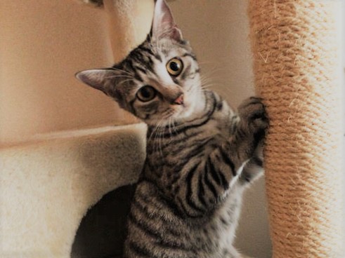 猫2匹 お世話の様子 キャットシッター