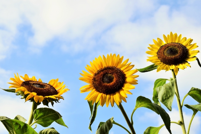 ペットシッターの輪