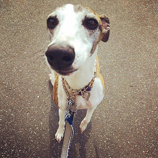 川口市 エスターちゃん 犬 散歩代行