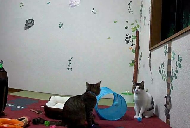 レオくんとごますけくん、ペットホテルにようこそ❣️