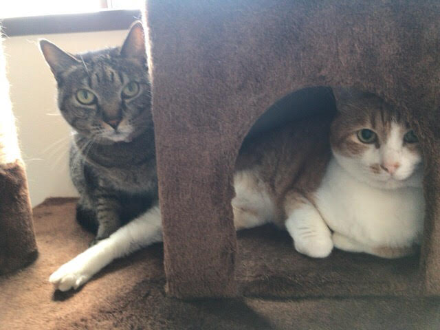 戸田市 トノ君、麦チョコちゃん キャットシッター