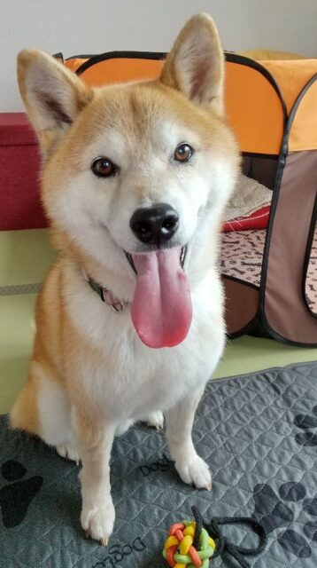 ふくくん、ペットホテルにようこそ❣️