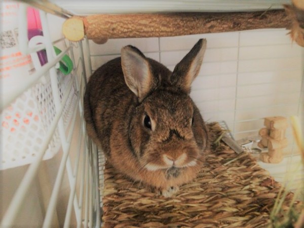 川口市 うさぎ 初回訪問 ペットシッター