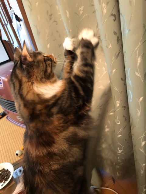 沼津市ペットシッター　メインクーンれいちゃんお世話の様子