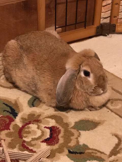 裾野市 ホーランドロップ ウィルちゃんのお世話