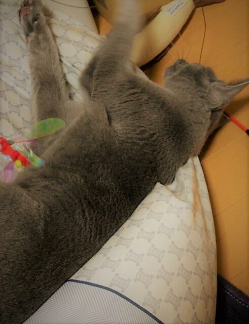 川口市 いそろく君 あそぼー お世話 キャットシッター