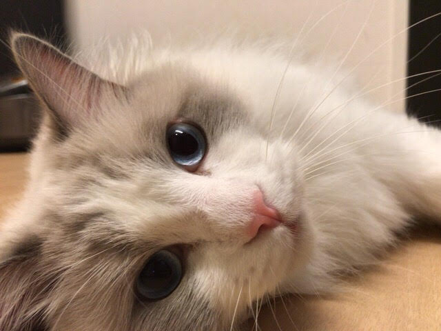 川口市 トラキチ君 リピート お世話の様子 ペットシッター