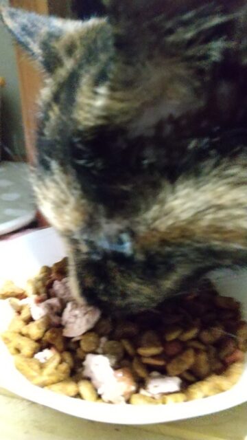 大家族❣️猫たちのお留守番