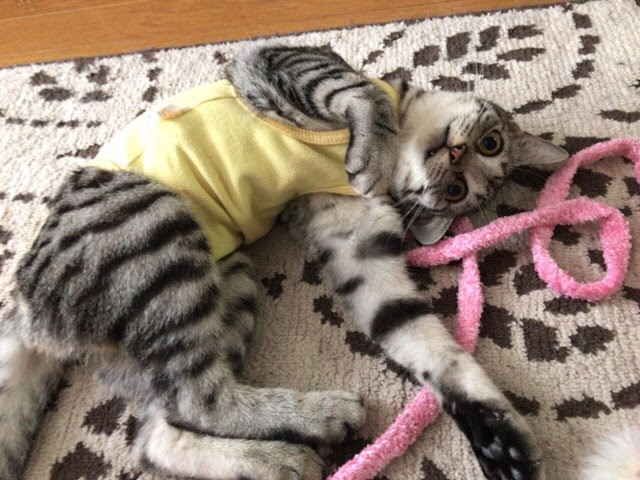 猫2匹 リピート お世話の様子 キャットシッター