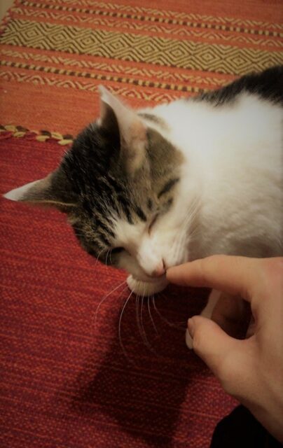 川口市 猫 ついに! ペットシッター