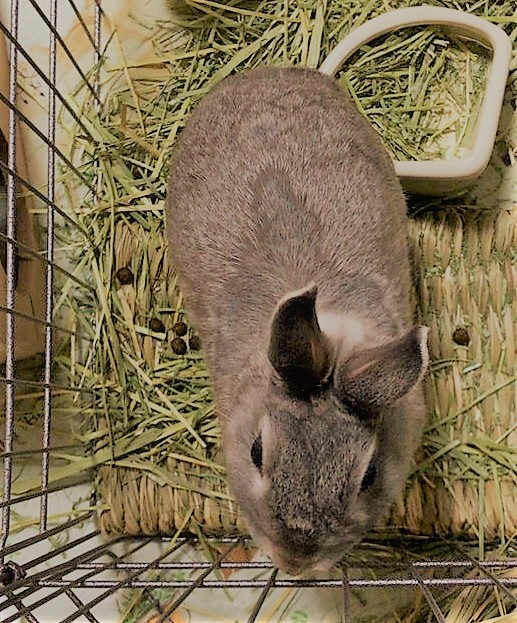 川口市 うさぎ ちゃんこ君 ペットシッター 2