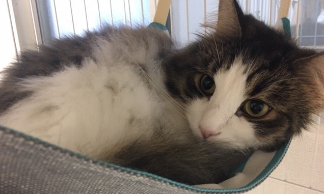 ミクマちゃん　ウカ君