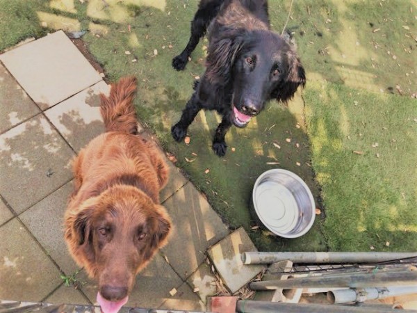 さいたま市緑区 犬&猫 初回訪問