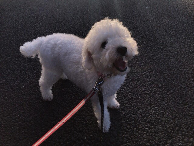 さいたま市緑区　まろちゃん　お世話の様子　ペットシッター