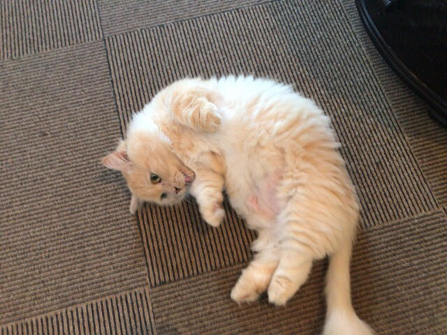 川口市 じゃが丸君 お世話の様子 キャットシッター