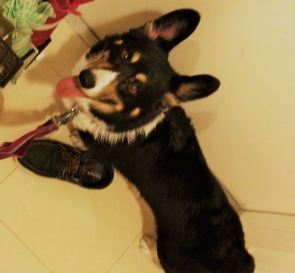 越谷市 犬 大和君 ペットシッター リピート