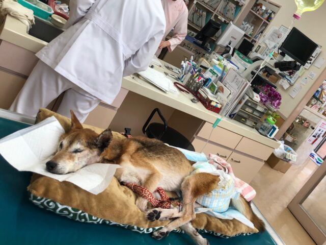 ぶんちゃんの老犬介護