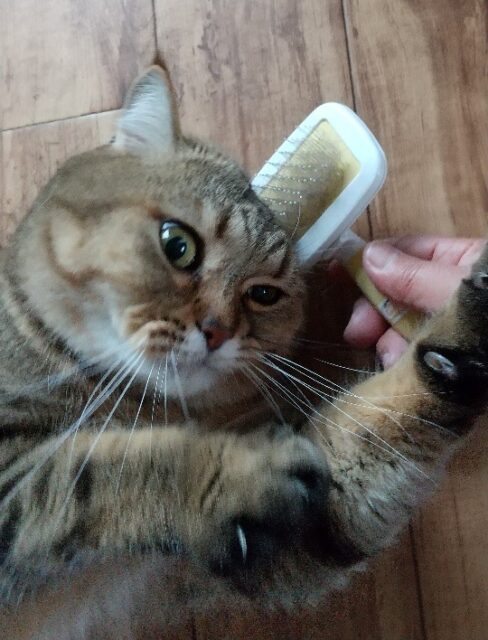 トラくん、おうちでお留守番頑張ったよ