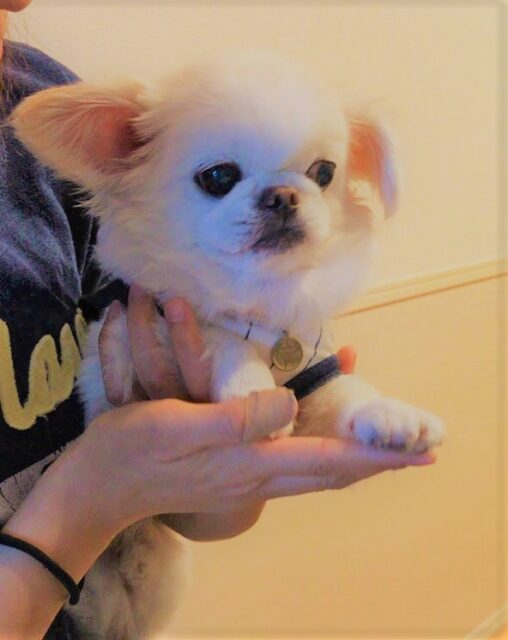 越谷市　わんちゃん　空知君　初回訪問　北海道は大きい！