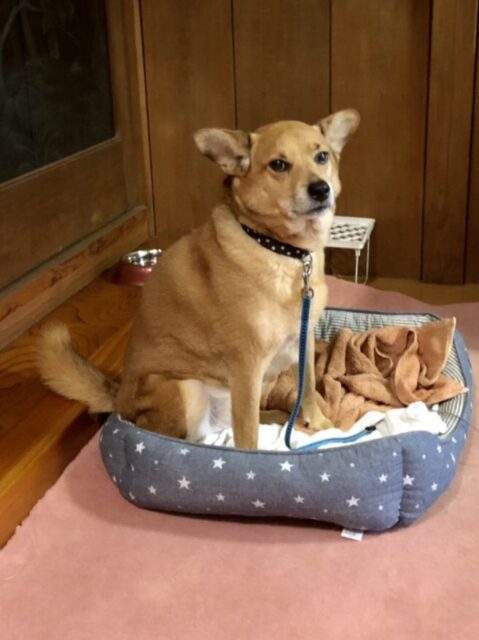 緊急入院で長期のお預かり