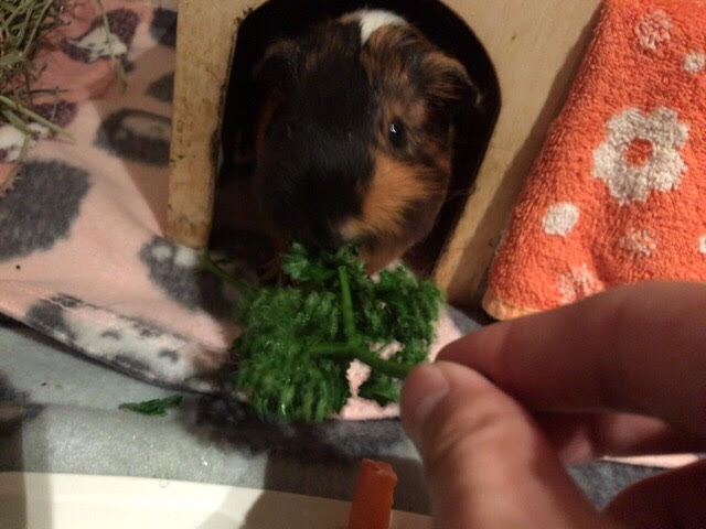 川口市 レオン君 お客様の声