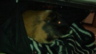 川口市 モルモット お世話 ペットシッター 夕!