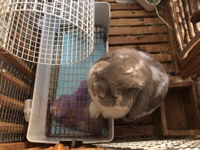 川口市 うさぎ 初回訪問 ペットシッター