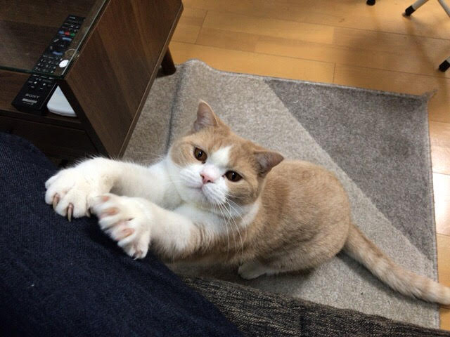 川口市 ゴロウ君、アユム君 お世話の様子 ペットシッター