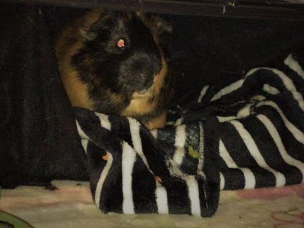 川口市 モルモット お世話 ペットシッター 朝!