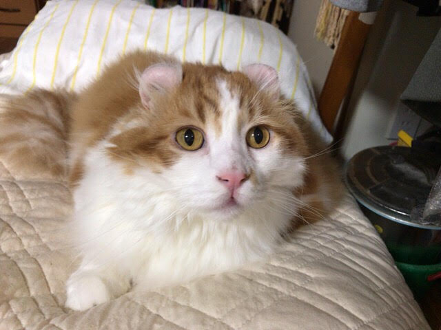 川口市 猫9匹 お世話の様子 キャットシッター