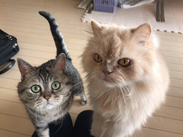 川口市 あずきちゃん、きなこ君、よもぎちゃん お世話の様子 ペットシッター