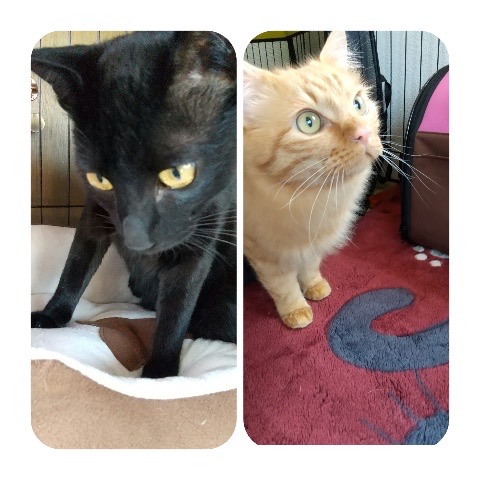 トラくん、クロくん仲良くお泊りホームスティ