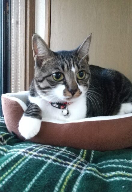 にゃあちゃん、ペットホテルにようこそ