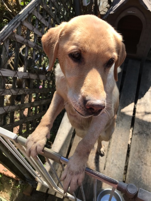 沼津市ペットシッター ラブのモモちゃん 初回訪問