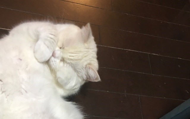 お留守番レポート　3匹のレディふたたび