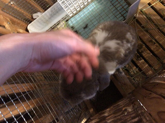 川口市　ひやじる君、みたらし君　お世話の様子　ペットシッター