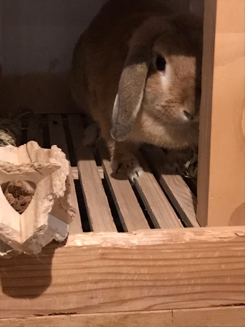 裾野市 ウィルちゃん初回訪問  え！ウサちゃん！？