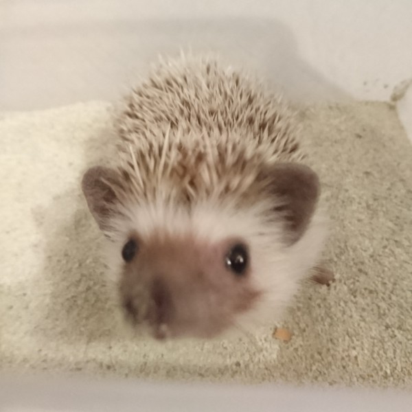 川口市　ハリネズミ　初回訪問　ペットシッター