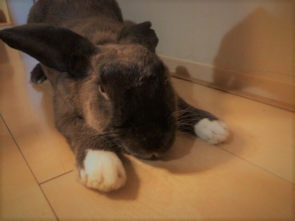 川口市 ひやじる君、みたらし君 お世話の様子