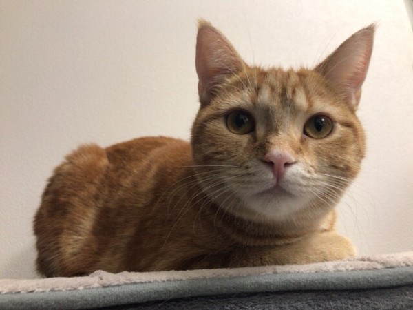 さいたま市南区 猫ちゃん 初回訪問 ペットシッター