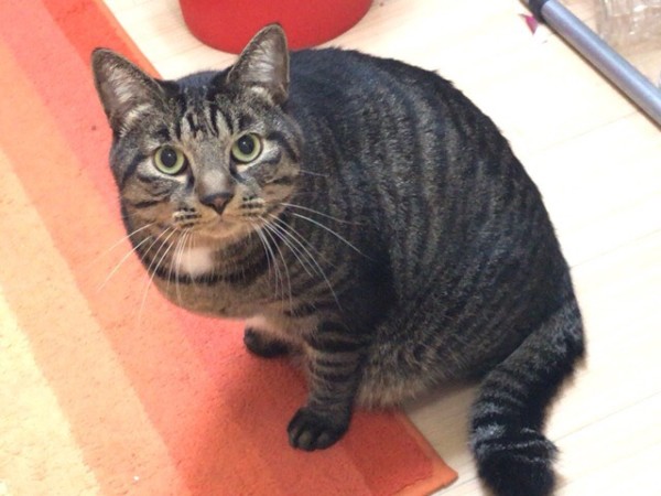 川口市 猫ちゃん3匹 初回訪問 ペットシッター