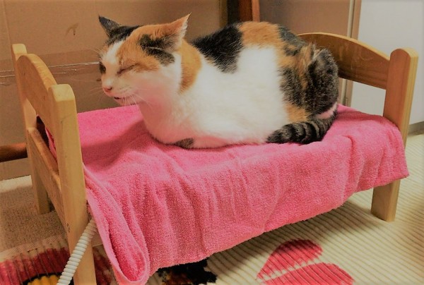 川口市　初回訪問　猫　みゃあちゃん！　契約の握手（笑）　ペット高齢化