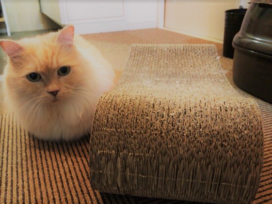 川口市 じゃが丸君 お世話の様子 キャットシッター