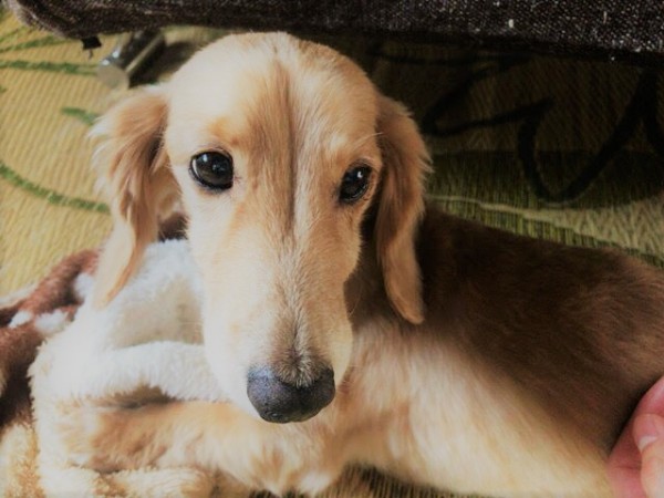 さいたま市　緑区　ダックスフント　初回訪問