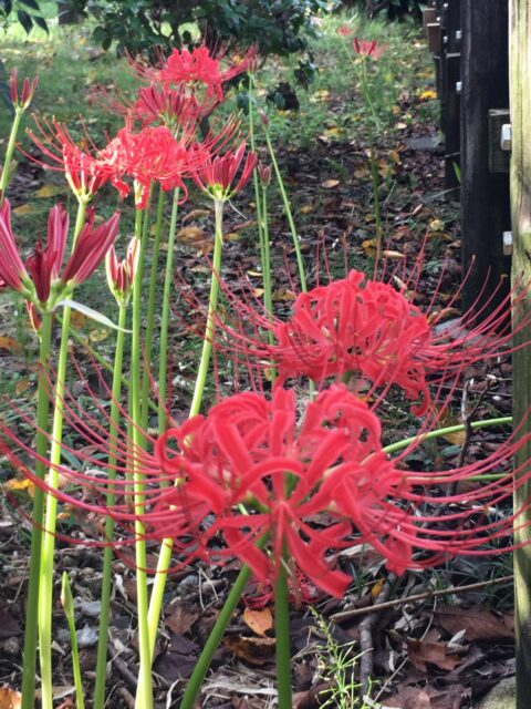 営業再開のお知らせ(10/1〜)