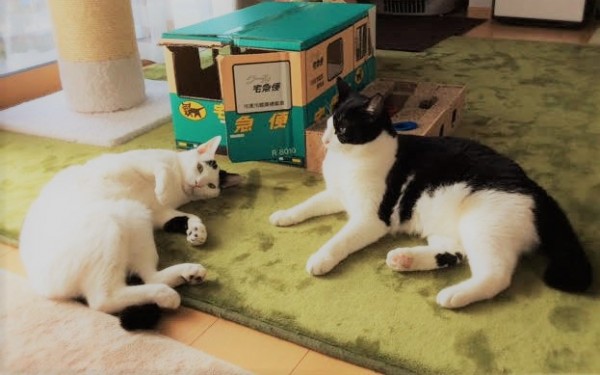 川口市 猫ちゃん 初回訪問 キャットシッター