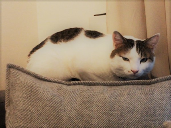 川口市 猫 モリス君 初回訪問 ペットシッター