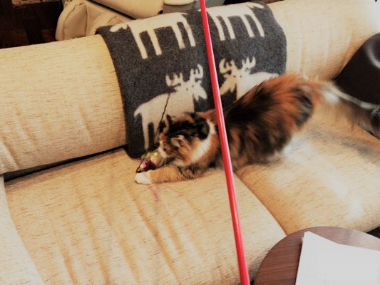 川口市 ミニーちゃん お世話の様子 ペットシッター